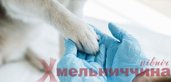 «Чотири лапи» у співпраці з громадою: у Шепетівці стартує програма стерилізації безпритульних тварин