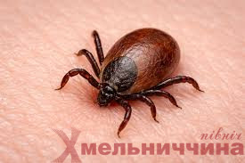 На Хмельниччині майже кожен другий досліджений кліщ виявився зараженим хворобою Лайма