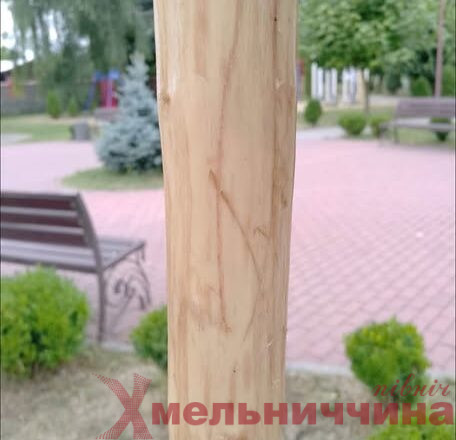 У центрі Полонного невідомі пошкодили декоративне дерево: громада закликає допомогти знайти винних